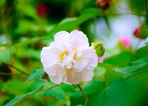 芙蓉養殖|芙蓉花的養殖方法，注意這幾項，讓你的芙蓉花絢麗多。